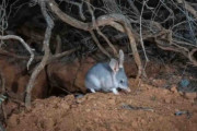 豪固有の有袋類「ビルビー」、100年ぶりに野生で繁殖 将来へ希望