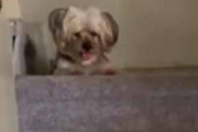 イヌが階段の上からボールを転がす。わ～い♪ → 飼い主は見ているだけで良いようです…