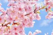 日本人は桜が好きすぎて毎年誰かが桜が咲いたことを日記に書くから1200年分の桜の開花データが揃っているらしい