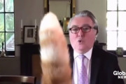 英国議会のテレビ会議を邪魔する猫の尻尾が笑いを誘う！