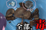 【にじさんじ】きのこにわかか？ ハイカグラテングタケは食えるんだが？