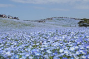 ひたち海浜公園でネモフィラ撮ってきたから見て～
