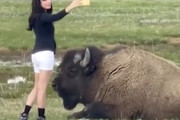 【動画】命よりインスタ映え？巨大なバイソンと自撮りする馬鹿女さんが話題に。