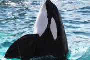 北海道・知床半島沖で約30頭シャチの群れを目撃！周辺でも目撃が相次ぐ「100頭ほどいた可能性」
