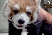 多摩動物園からレッサーパンダを贈られても、約束のカワウソを贈ってこなかったソウル動物園。1年以上遅れて韓国政府からカワウソの輸出許可を得る……でも、多摩動物園も悪いんですよ？