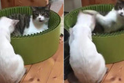 猫パンチを食らった猫のリアクションが2019年ベストパフォーマンス賞を取る勢い