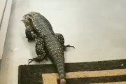 【動画】巨大トカゲ、とんでもない動きをしてしまう