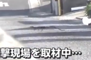 【動画】脱走中のオオトカゲさん、とある生物に追われ絶体絶命の大ピンチの瞬間を捉える → その光景がシュールだと話題に