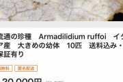 【朗報】めちゃくちゃ貴重なダンゴムシ、売られる
