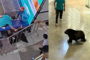 アシカさん「嫌だ！ショーなんてしたくない！！」　脱走しショッピングモールを爆走！お客さんは大パニック！！　中国