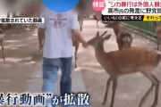 日テレ「奈良のシカいじめ特集」ヤラセ疑惑を否定も、“YouTube動画を一部削除”の謎を直撃