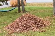 【イヌ】 落ち葉の山があったらどうなるの？ 犬はもちろん、おっさんも♪ → こうします…