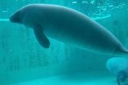 マナティ、自分のウ●コを食って死亡