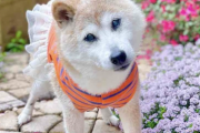 【訃報】Dogeコインのかぼすちゃん、亡くなる。享年18歳