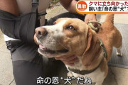 新潟県五泉市の住職、散歩中にクマに遭遇するも飼い犬に救われる