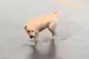 【イヌ】 路上を大量の雨水が流れていた。わ～い♪ → 犬はこうなります…