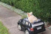 可愛すぎて職務質問。毛むくじゃらの犬が、おもちゃの車に乗っていた心温まる理由とは？