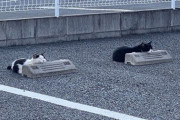 【画像】なんか駐車場に猫おったｗｗｗｗｗｗｗｗｗｗｗ