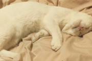 【画像】ネッコ、スヤスヤｗｗｗｗ