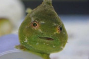 ダンゴウオ、かわいい