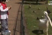 【動画】謎の鳥さん、鳥さんを補食