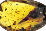 【古生物】中国チームにより琥珀の中に恐竜を発見！世界最小の頭部とくちばしを持つ原始的な鳥か？