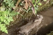 用水路で野うさぎがスイミングする様子ｗｗｗｗｗｗ