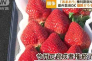 福岡県の高級イチゴ「あまおう」1月19日で“期限切れ”　県外や海外でも生産可能に　“名乗らせない”権利でブランド維持へ