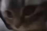 【動画】『猫ミーム』とかいう謎の動画、急に大増殖する
