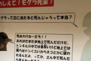 モグラとかいう名前や存在はよく知ってるのに実物を見たことがない動物