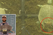 【動画あり】カナダの研究者さん、亀形のラブドールを作成し♂亀が好む♀亀を特定する