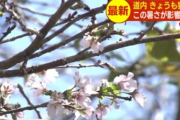 暑すぎて北海道で桜咲くｗｗｗｗｗｗｗ