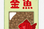 ペット界隈「このキャットフード、人間が食べてもうまい！」　アクア界隈「観賞魚のエサを食べろ？無理でしょ」 ← なぜなのか？