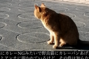 【悲報】syamuさん、みけねこに餌付けでカレーパンを与えて炎上