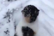 【ネコ】 雪が積もったので「雪かき」をしていた。…ごろん♪ → 猫はこうなります…