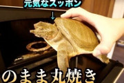 【悲報】お料理YouTuber、スッポンを生きたままオーブンで丸焼きにして「虐待じゃないかと」問題視される