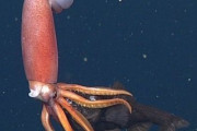 【大型生物】「幻の巨大イカ」に遭遇…北海道・知床沖泳ぐ「ササキテカギイカ」