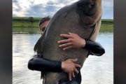 なんてサイズｗｗｗｗ巨大なコロソマを釣り上げた男の動画がw(ﾟoﾟ)w