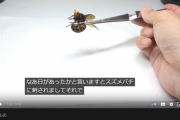 【悲報】生物観察YouTuber、スズメバチに刺されてアナフィラキシーで病院送りになる…