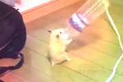 ペットボトルを持ってダンスするハムスターが可愛いと人気に！ 海外の反応