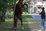 ウシュバテソーロ（7歳）調教助手を振り落とし暴れまくる