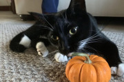【ねこ画像】クロネコとカボチャ、某球団のファン？ ほか【再】