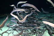 【衝撃】うじゃうじゃ　水深約3000メートルの深海で魚の大群を発見　研究者らも驚き（動画あり）