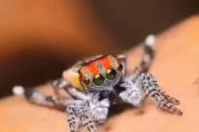 孔雀クモの求愛ダンスがかわいい