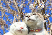 海外「桜と子猫の動画最高！」桜の下でくつろぐ日本の猫たち（海外の反応）