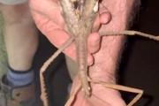 【動画】40センチ！オーストラリアで発見された新種の虫、あまりにも大きすぎる(@_@;)