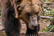 【画像】クマさん、もうなりふり構わなくなる