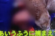 【画像】「めざまし8」 伝統行事の「うさぎ追い」は虐待なのかと議論沸騰 ⇒ クレーム殺到で中止に追い込まれる