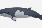 日本人が未だにクジラを食う理由ｗｗｗｗ、ｗｗｗｗ、ｗｗｗｗ