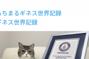 【速報】もちまる日記、ギネス認定ｗｗｗｗｗｗｗｗｗｗ